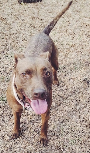 Front view - A happy looking, brown with a tuft of white Pocket Pitbull dog  standing on brown grass looking up. Its mouth is open and tongue is out. Its tail is wagging.