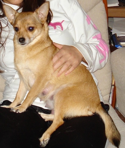 A shorthaired tan with white Pomchi is sitting in the lap of a lady sitting in an arm chair. The dog has perk ears.