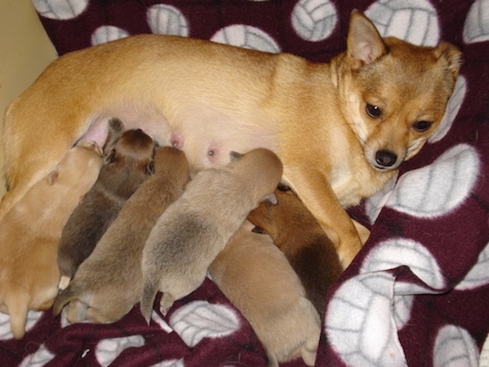 Coco Chanel the PomChi nursing a litter of 6 puppies