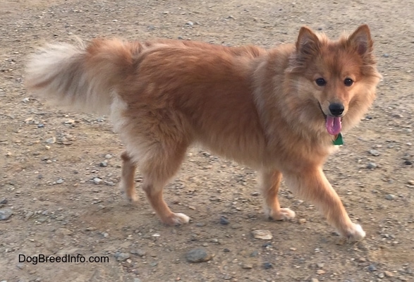 Right Profile - A happy,looking, perk-eared, thick-coated, fluffy, red with white Poshies dog is walking across a dirt surface looking forward. Its mouth is open and its tongue is out.