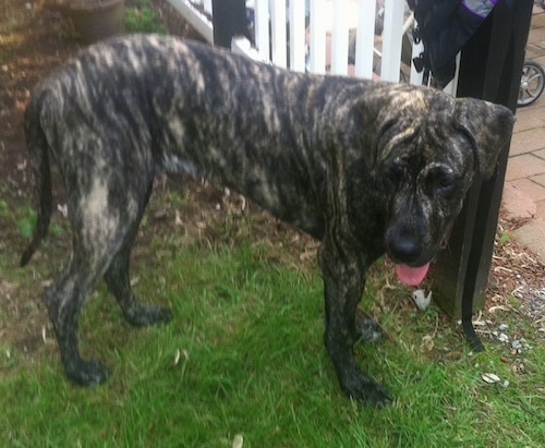 Side view - A brindle with white Presa Dane large breed puppy is standing across a grass surface and in front of a white picket fence. It is looking back and its mouth is open and its tongue is out.