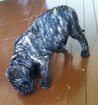Side view - A pudgy, brindle with white Presa Dane puppy is standing on a hardwood floor sniffing something.