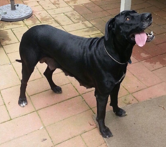 Right Profile - A large breed, black with white Presa Dane is standing on a brick patio looking up with its mouth open and tongue hanging out of the left side. Its teets are hanging down as if it had a litter of puppies recently.