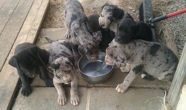 A litter of 7 Presa Dane puppies are huddled around a water bowl that is on a stone porch. A couple of the puppies are laying next to the bowl and the rest of the puppies are drinking out of a water bowl. There is a push broom behind them.