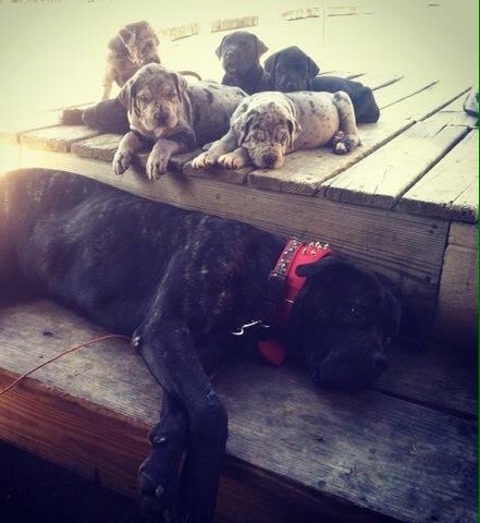 A large litter of Presa Dane puppies are laying up on a wooden deck and on the wooden step below is a black brindle Presa Canario wearing a thick red collar laying on its left side.