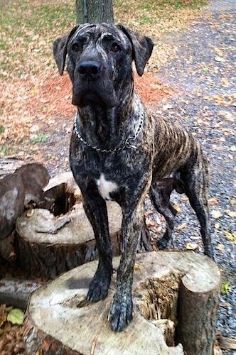 Front side view - A tall, extra large breed, brindle Presa Dane dog is wearing a choke chain collar with its front paws up on a tree stump and is back legs on the ground. It is alert and looking forward.