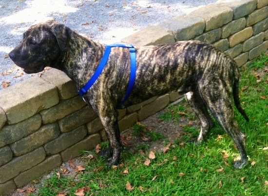 Side view - The left side of a tall, large breed, brindle Presa Dane dog standing behind a low, tan brick wall. It is wearing a blue harness and its mouth is slightly open and its tongue is out.