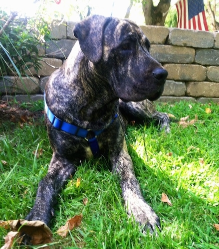 Close up front view - A drop-eared, large breed, brindle with white Presa Dane is laying in grass looking to the right in front of a low tan brick wall. There is an American flag in the tree behind the wall.