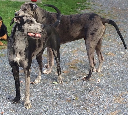 Two Merle gray and black Presa Dane dogs are standing on a gravel path. The dog in front is looking to the right. Both of there mouths are open and tongues are out.