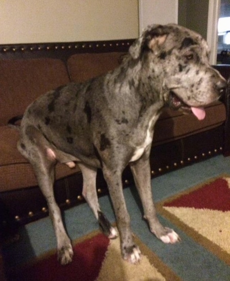Front side view - A large breed, merle gray and black Presa Dane dog has its butt on a couch and its paws on the ground. It is looking to the right. Its mouth is open and tongue is out.