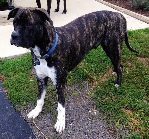 Front side view - A brindle with white Presa Dane is standing in patchy grass looking to the left.