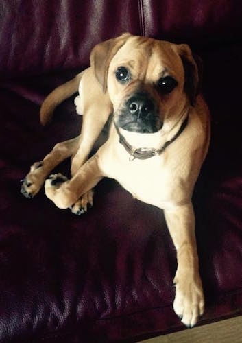 Front view - A drop-eared tan with black Pugalier dog is laying on a maroon leather couch looking up. Its front right paw is at the edge of a couch.
