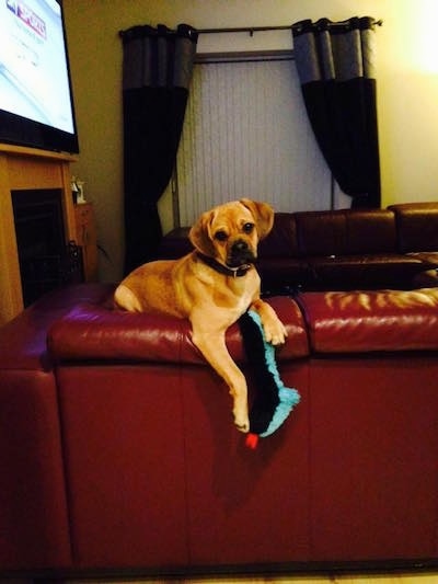 Side view - A tan with black Pugalier dog is laying on the back of a red couch with a long black, teal blue and red cloth plush toy hanging down from under its paws.