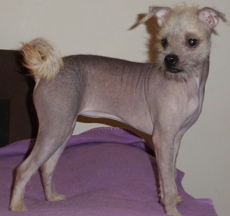 Right profile - A mostly hairlese Pugese is standing on a bed that is covered with a purple blanket looking to the left. It has light yellow colored hair on its tail and head.