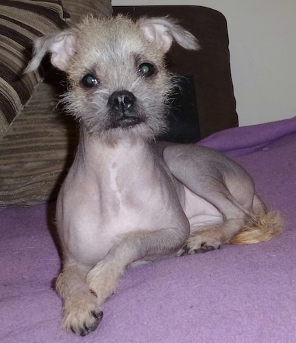 Close up front view - A mostly hairless Pugese dog is laying on a purple blanket looking forward. It has wiry looking hair on its head, paws and tip of its tail.