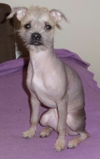 Close up front view - A mostly hairless Pugese dog is sitting on a purple blanket looking forward. It has wiry looking hair on its head, paws and tip of its tail.