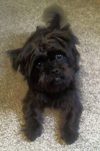 Close up front view - A shaggy looking black Pugshire dog is laying on a carpeted floor looking up with its head tilted to the left.