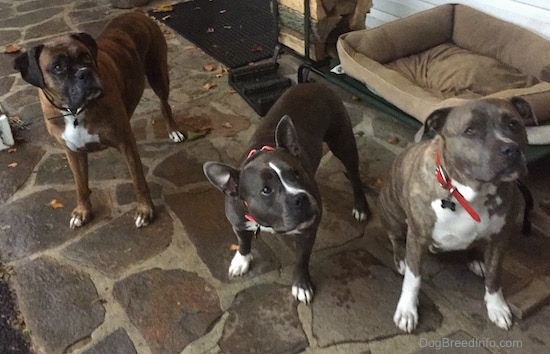 A brown brindle with white Boxer, A black with white American Bully and a blue-nose brindle Pit Bull Terrier are standing outside on a stone porch and they are looking up and to the right.