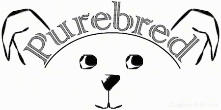 A drawn picture of a dog with the word Purebred over its head.