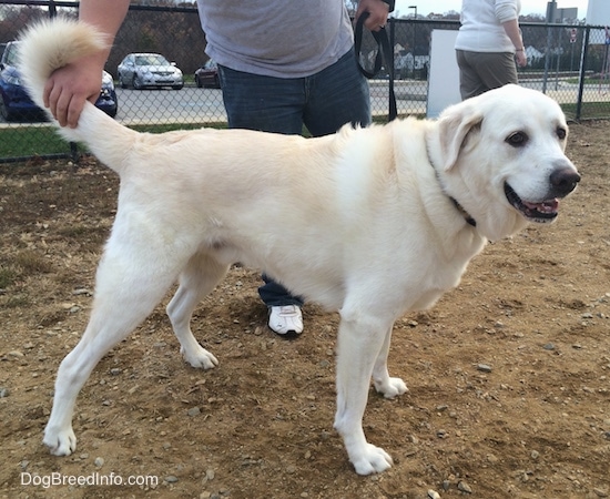 Right Profile - A thick-coated, cream colored Pyrador dog is standing in dirt and behind it is a person holding its tail. The dog is looking to the right and its mouth is open.