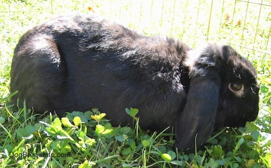 Close up right profile - A black, long drop eared rabbit is laying across a field and it is looking to the right.