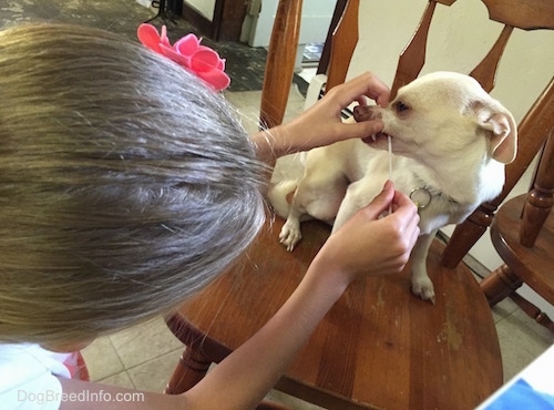 A tan with white Rat Terrier/American Foxhound is sitting in a table chair and a girl with a pink flower in her hair is swabbing its mouth for a DNA test.