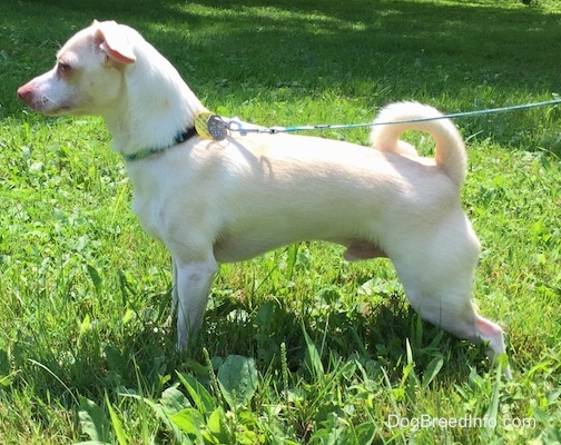 Left Profile - A tan with white Rat Terrier/American Foxhound is standing in grass and looking to the left. Its tail is up and curled over its back.