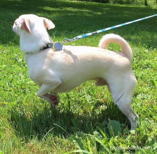 A tan with white Rat Terrier/American Foxhound is standing in grass and it is pointing with one paw up in the air. Its tail is up and curled over its back and it is looking away from the camera.