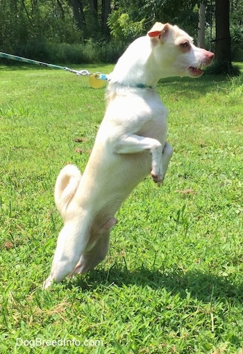 A tan with white Rat Terrier/American Foxhound mix breed dog is pulling hard on a leash to where it is standing on its hind legs outside in grass. It is looking to the right. Its tail is up.