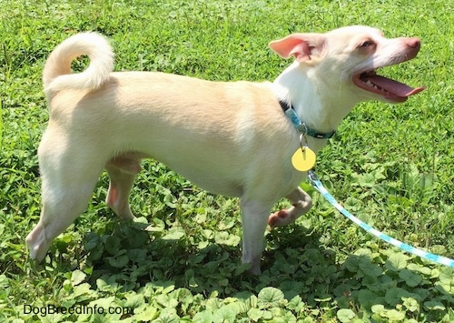 Right Profile - A tan with white Rat Terrier/American Foxhound mix breed dog is standing in grass and it is looking up. It is panting.