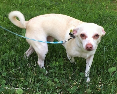 Side view - A tan with white Rat Terrier/American Foxhound is turning around in grass. The dog has rust stain marks under its eyes.