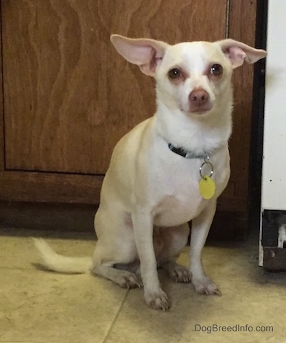 View from the front - A tan with white Rat Terrier/American Foxhound is sitting on a tiled floor in front of a cabinet and a kitchen appliance.