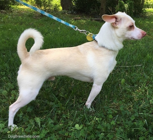 Right Profile - A tan with white Rat Terrier/American Foxhound is standing outside in grass and it is looking to the right. Its tail us up and curled over its back.