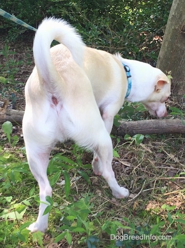 The backside of a tan with white Rat Terrier/American Foxhound is sniffing the base of a tree.