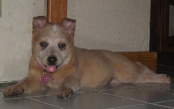 The left side of a red Australian Cattle puppy that has its mouth open and its tongue out. It is laying across tiled floor against a wall and it is looking forward.