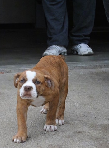 A Red-Tiger Bulldog puppy is walking across a concrete surface and it is looking forward.