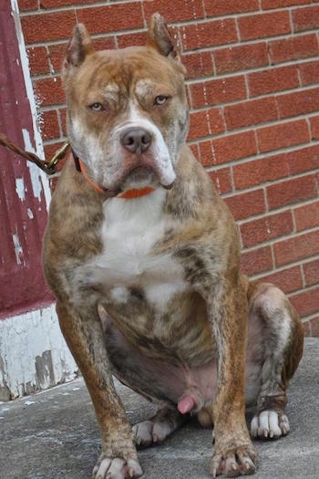 Front view - A muscular Red-Tiger Bulldog is sitting on a stone porch and it is looking forward. There is a brick wall behind it. Its ears are cropped short.