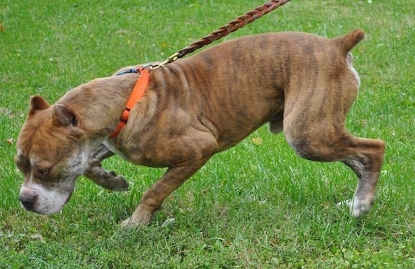 The left side of a Red-Tiger Bulldog that is standing in grass and it is pulling to the left while on a leash. Its right paw is in the air.