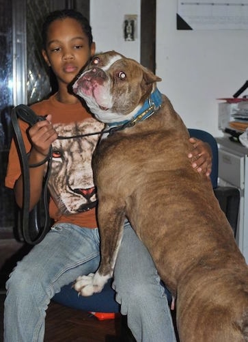 The back of a Red-Tiger Bulldog that is standing in a computer chair and it is looking forward. There is also a boy sitting in the computer chair that the dog is jumped up on.