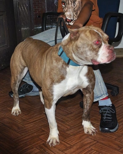 The front right side of a Red-Tiger Bulldog that is standing across a hardwood floor and there is a person sitting in a computer chair behind it and holding the leash of the dog.