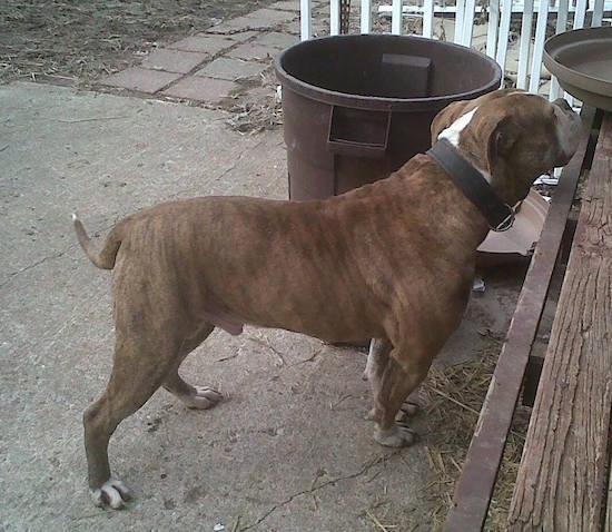The right side of a brown brindle Red-Tiger Bulldog that is sniffing a garbage can lid on a wooden bench in front of it.
