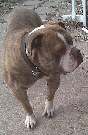 The front of a muscular brindle Red-Tiger Bulldog that is standing on a stone porch and it is looking to the right.