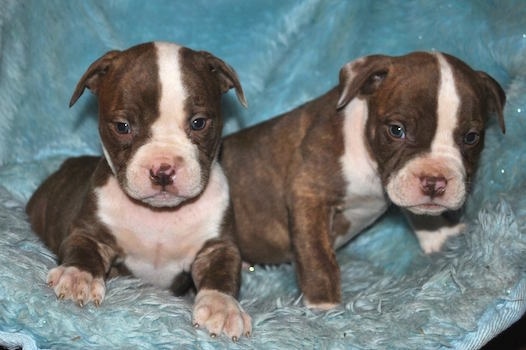 Two tiny Red-Tiger Bulldog puppies are laying on a blue pillow and they are looking forward.