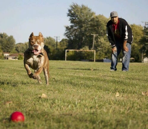 The Red-Tiger Bulldog is running after a red ball in a field. There is a man in a grey hat looking after the dog.