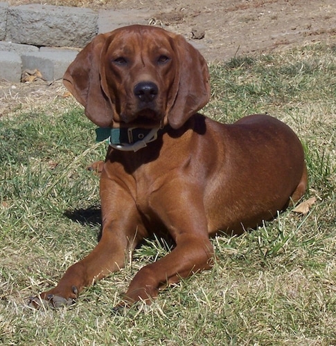 A Redbone Coonhound dog laying in grass and looking forward.