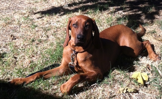 Front side view - A Redbone Coonhound is laying in grass and it is looking forward.
