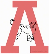 The letter A with an Afgan Hound as the center line