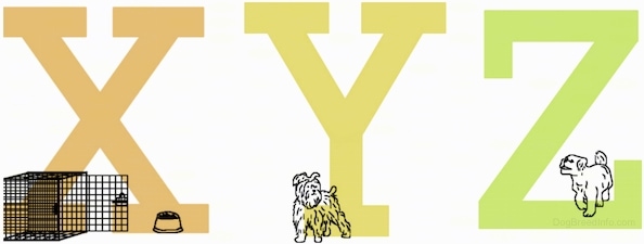 The capital letters X, Y and Z. There is a dog crate and food bowl in front of the letter X and two different dogs are standing at the base of both letters Y and Z.