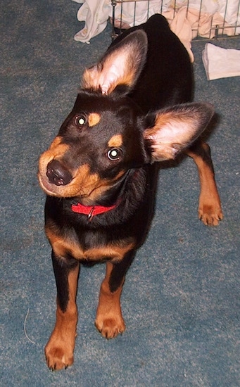 Close up - A black with brown Shepweiler dog is wearing a bright red collar standing on a carpet, it is looking up and its head is tilted to the left. It has very large perk ears.