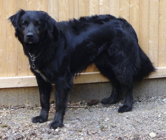 Side view - A black with white Shepweiler dog is standing across a gravely surface and it is looking forward. The dog has longer fringe hair on its belly, tail and ears.